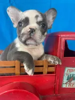 Deisel, a male French Bulldog for sale in Manchester, IA – Photo 9 of 9