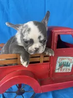 Deisel, a male French Bulldog for sale in Manchester, IA – Photo 3 of 9