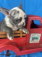 Deisel, a male French Bulldog for sale in Manchester, IA – Photo 4 of 9