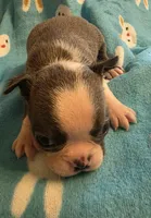 Declan, a male Boston Terrier for sale in Manchester, IA – 5 of 10