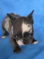 Tiny Tink, a female French Bulldog for sale in Manchester, IA – Photo 6 of 10