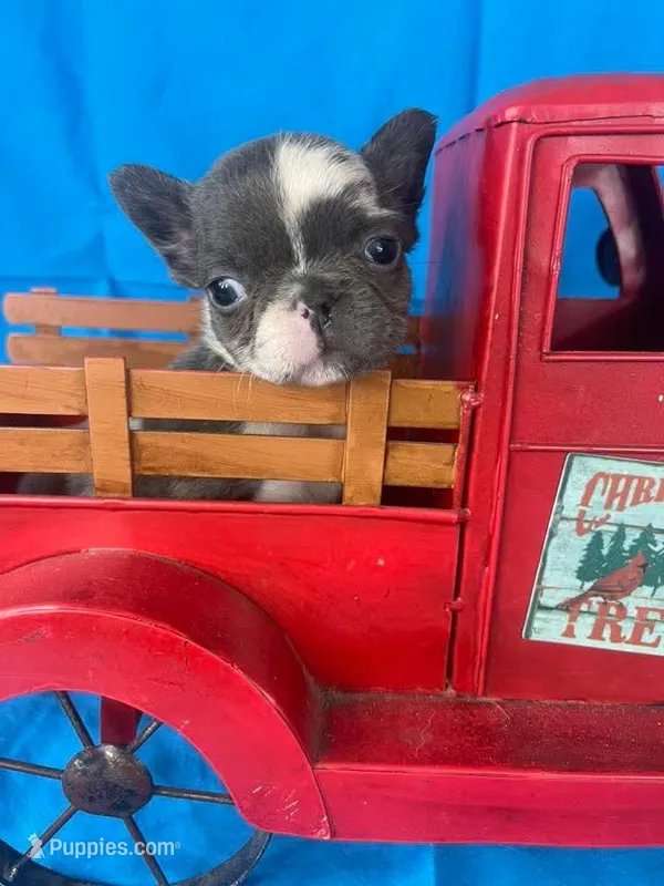 Tiny Tink – French Bulldog puppy for sale in Manchester, IA