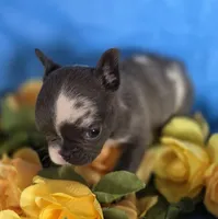 Tiny Tink, a female French Bulldog for sale in Manchester, IA – Photo 5 of 10