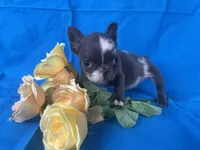 Tiny Tink, a female French Bulldog for sale in Manchester, IA – Photo 3 of 10