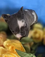 Tiny Tink, a female French Bulldog for sale in Manchester, IA – Photo 7 of 10