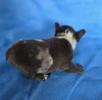 Tiny Tink, a female French Bulldog for sale in Manchester, IA – Photo 9 of 10