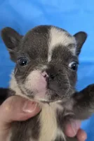 Tiny Tink, a female French Bulldog for sale in Manchester, IA – Photo 10 of 10