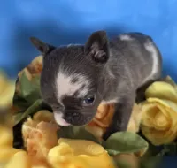 Tiny Tink, a female French Bulldog for sale in Manchester, IA – Photo 8 of 10
