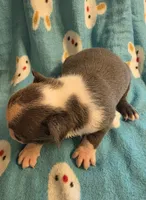 Daisy , a female Boston Terrier for sale in Manchester, IA – 3 of 10
