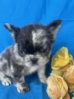 Zora, a female French Bulldog for sale in Manchester, IA – Photo 2 of 9