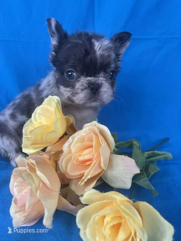 Zora – French Bulldog puppy for sale in Manchester, IA