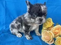 Zora, a female French Bulldog for sale in Manchester, IA – Photo 3 of 9