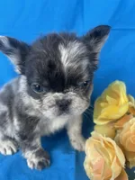 Zora, a female French Bulldog for sale in Manchester, IA – Photo 4 of 9