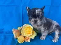 Zora, a female French Bulldog for sale in Manchester, IA – Photo 8 of 9
