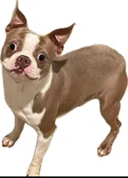 Danny, a male Boston Terrier for sale in Manchester, IA – 9 of 10