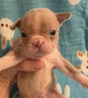Diego , a male Boston Terrier for sale in Manchester, IA – 2 of 10