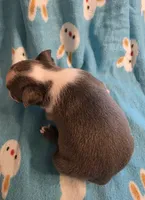 Daisy , a female Boston Terrier for sale in Manchester, IA – 4 of 10