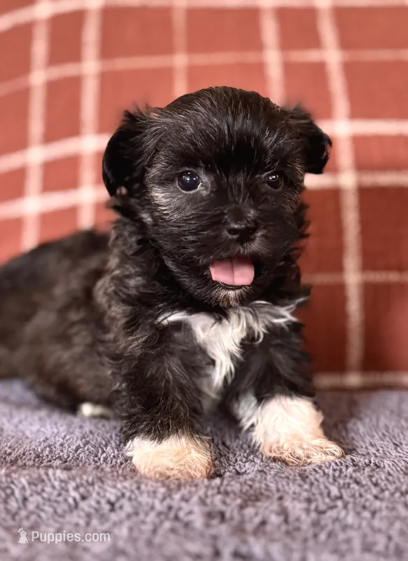AKC Fred – Havanese puppy for sale in Coeur d'Alene, ID
