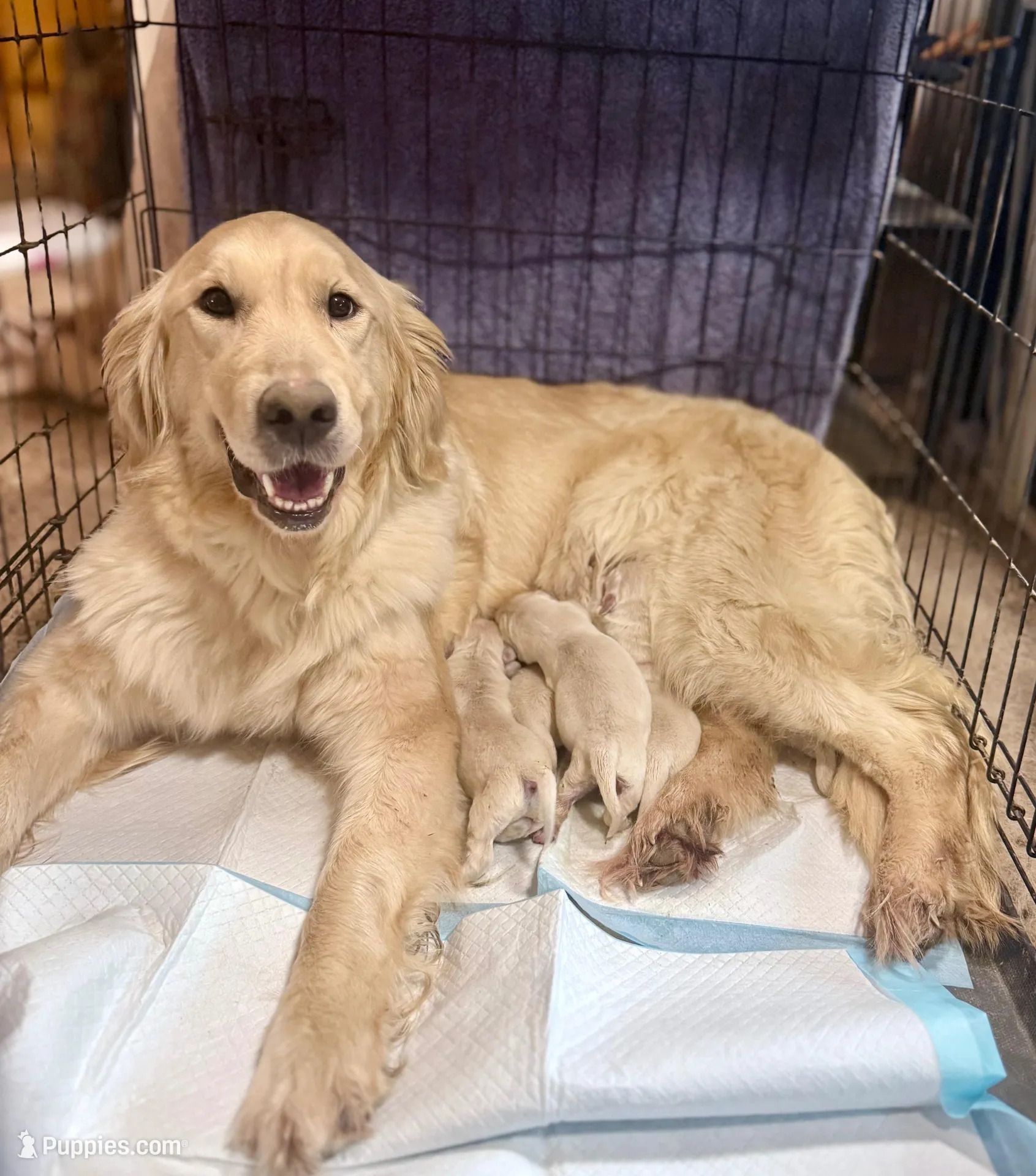Lee, a male English Cream Golden Retriever for sale in Coeur d'Alene, ID – Photo 2 of 7