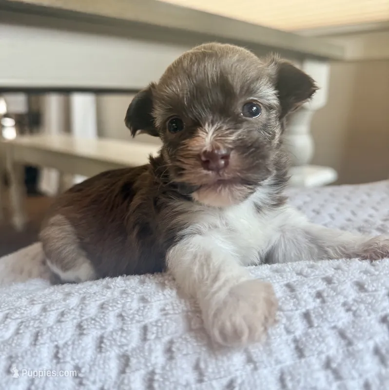 AKC Ginger – Havanese puppy for sale in Coeur d'Alene, ID