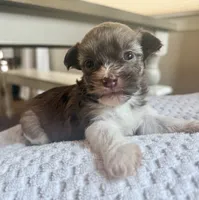 AKC Ginger, a female Havanese for sale in Coeur d'Alene, ID – 1 of 3