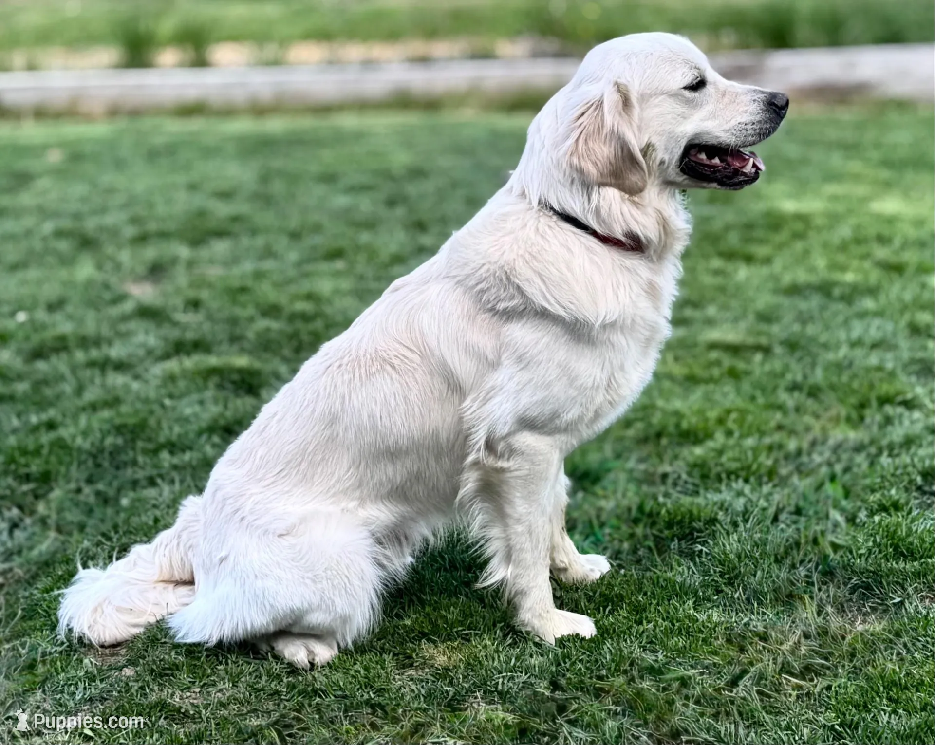 Jack, a male English Cream Golden Retriever for sale in Coeur d'Alene, ID – Photo 5 of 8