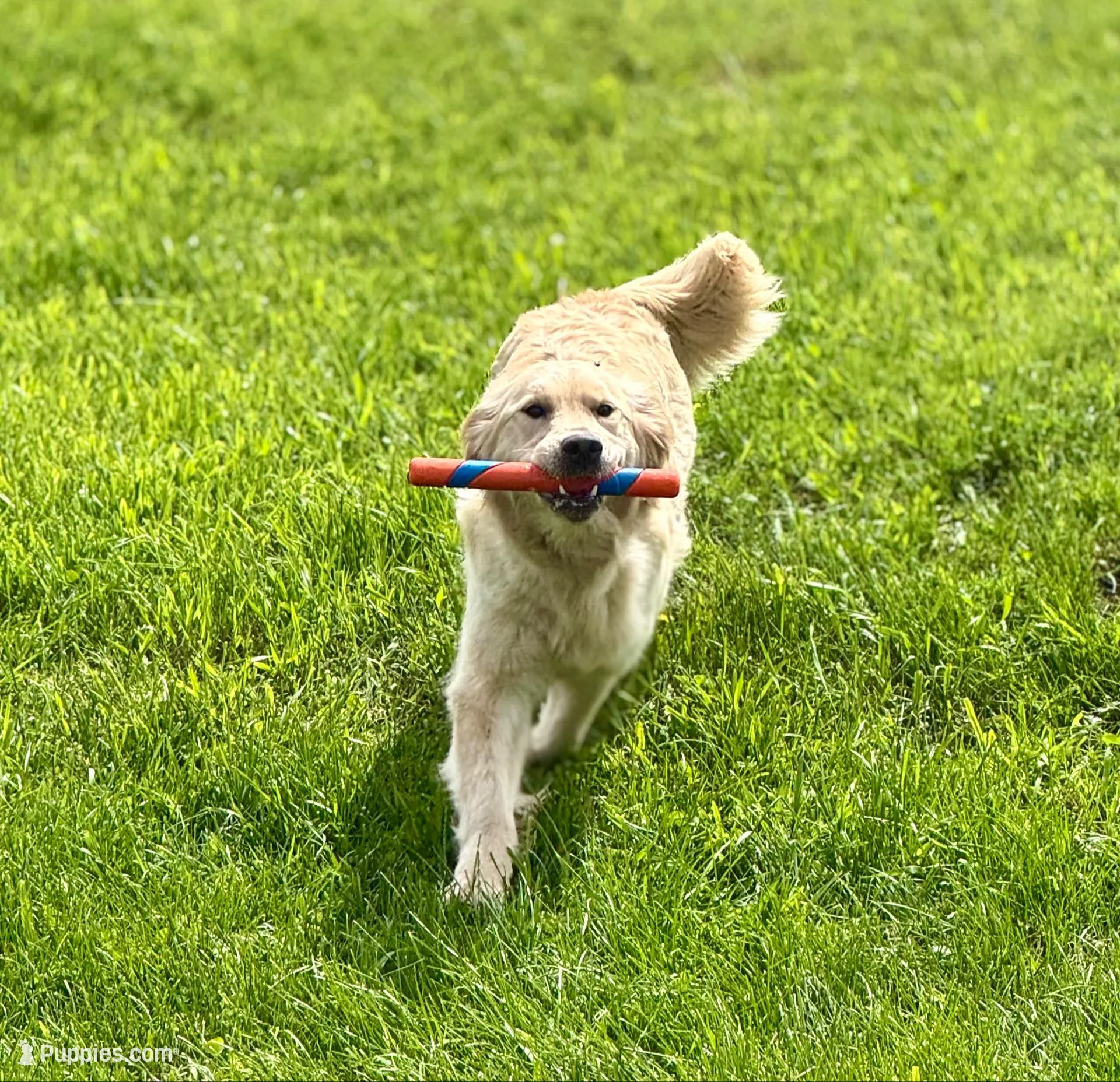 Jack, a male English Cream Golden Retriever for sale in Coeur d'Alene, ID – Photo 8 of 8