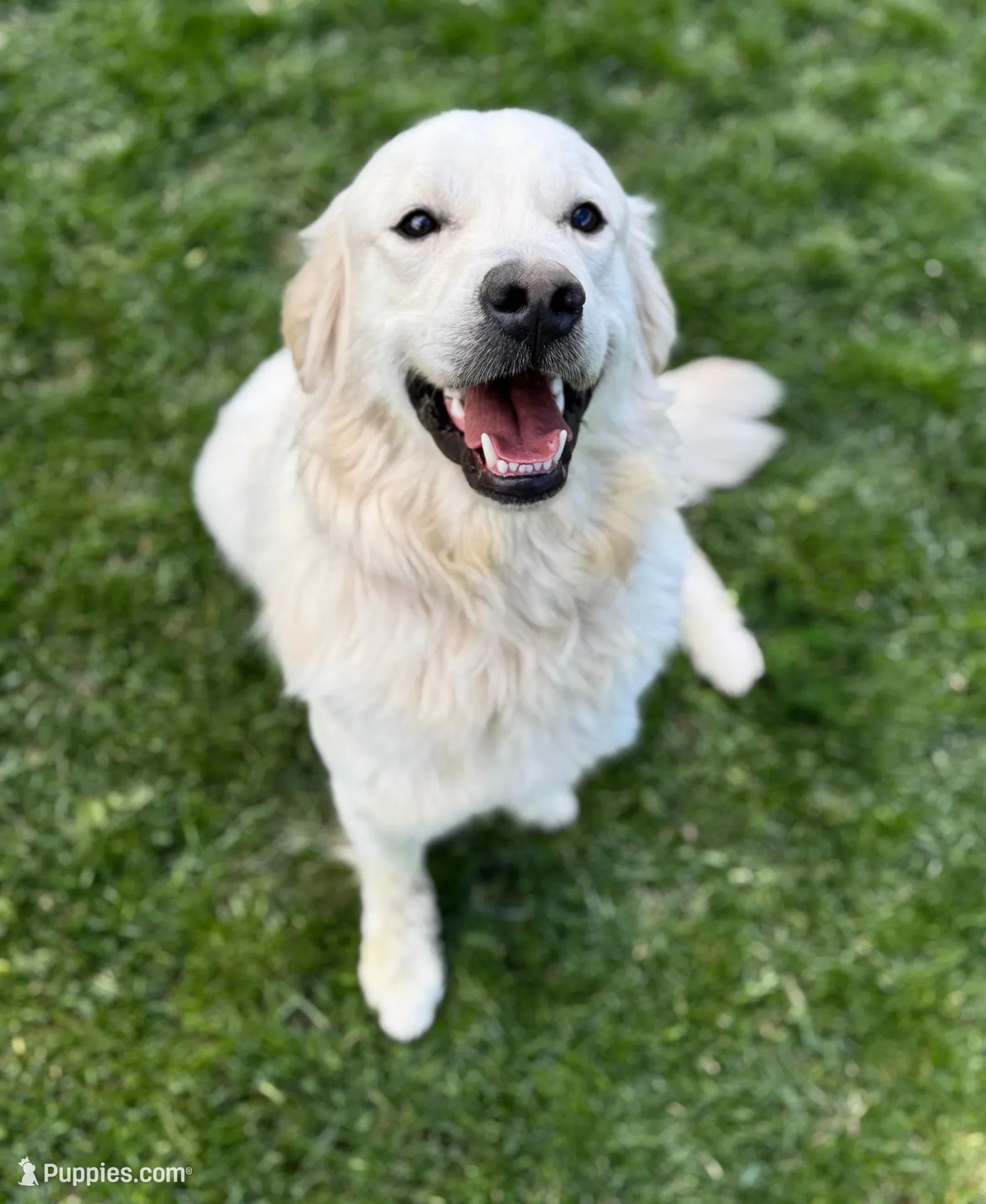 Jack, a male English Cream Golden Retriever for sale in Coeur d'Alene, ID – Photo 6 of 8