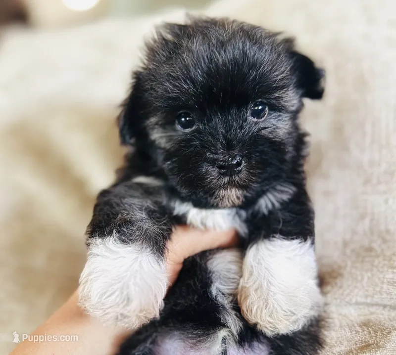 AKC Fred – Havanese puppy for sale in Coeur d'Alene, ID