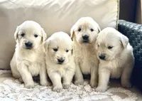 AKC William, a male Golden Retriever and English Cream Golden Retriever for sale in Coeur d'Alene, ID – 3 of 6