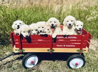 AKC William, a male Golden Retriever and English Cream Golden Retriever for sale in Coeur d'Alene, ID – 4 of 6