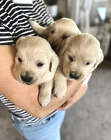 AKC William, a male Golden Retriever and English Cream Golden Retriever for sale in Coeur d'Alene, ID – 2 of 6