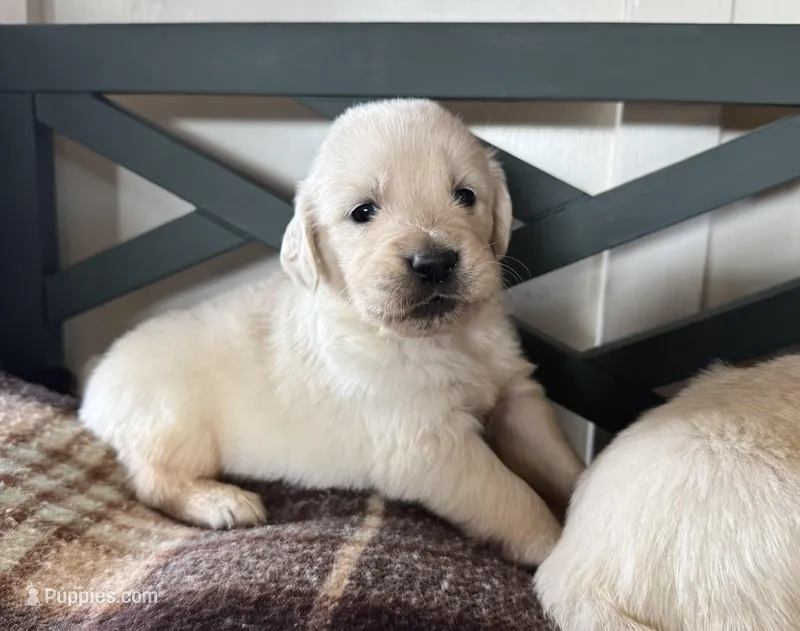 AKC William – Golden Retriever, English Cream Golden Retriever puppy for sale in Coeur d'Alene, ID