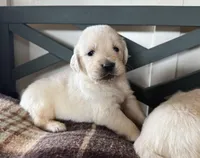 AKC William, a male Golden Retriever and English Cream Golden Retriever for sale in Coeur d'Alene, ID – 1 of 6