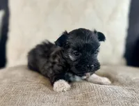 AKC Fred, a male Havanese for sale in Coeur d'Alene, ID – 4 of 4