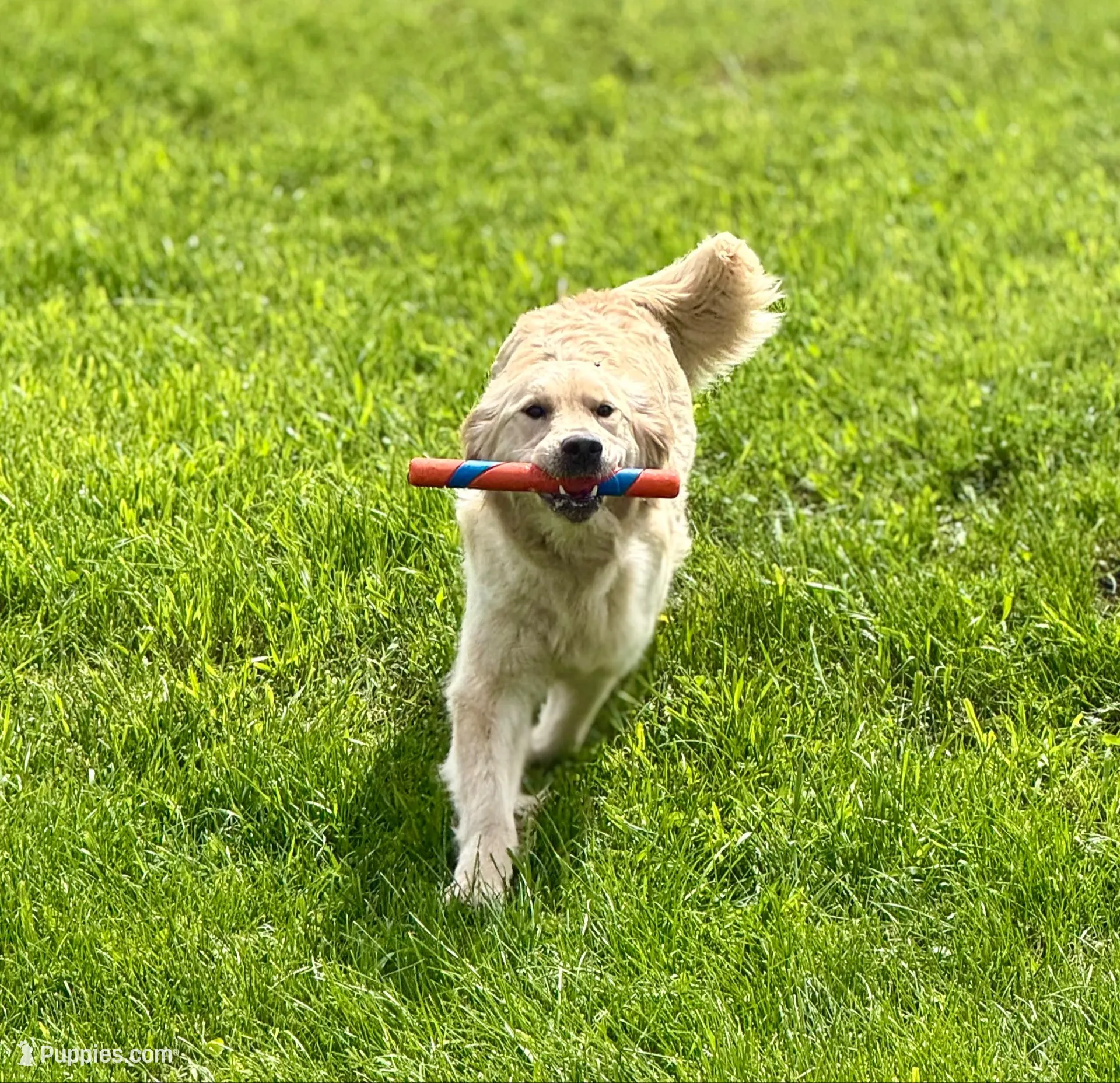 Lee, a male English Cream Golden Retriever for sale in Coeur d'Alene, ID – Photo 4 of 7
