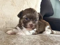 AKC Danny, a male Havanese for sale in Coeur d'Alene, ID – 3 of 3