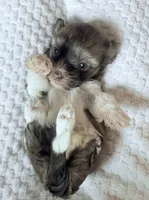 AKC Ginger, a female Havanese for sale in Coeur d'Alene, ID – 2 of 3