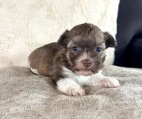 AKC Danny, a male Havanese for sale in Coeur d'Alene, ID – 2 of 3