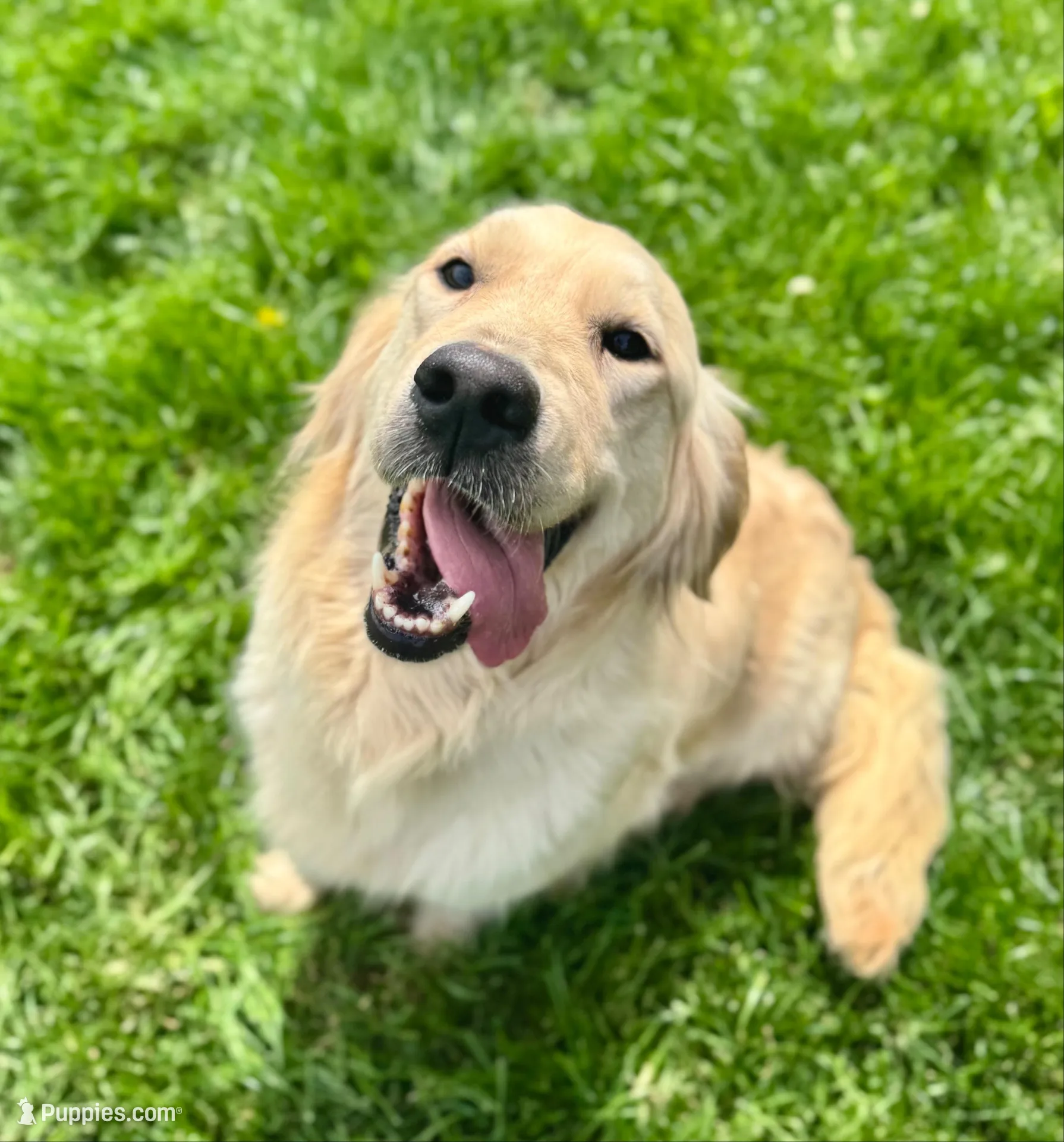 Bill, a male English Cream Golden Retriever for sale in Coeur d'Alene, ID – Photo 5 of 8