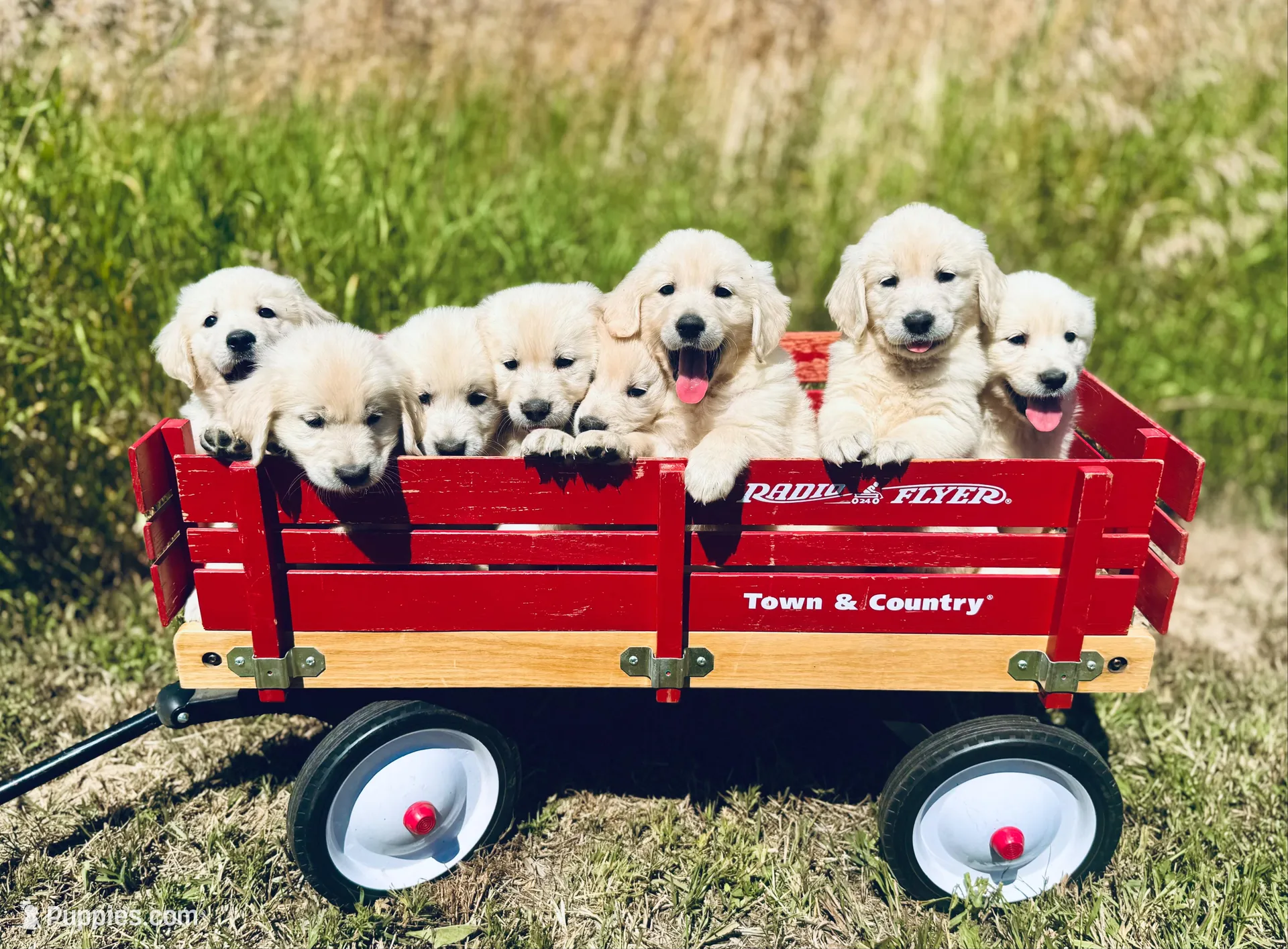 Lee, a male English Cream Golden Retriever for sale in Coeur d'Alene, ID – Photo 3 of 7