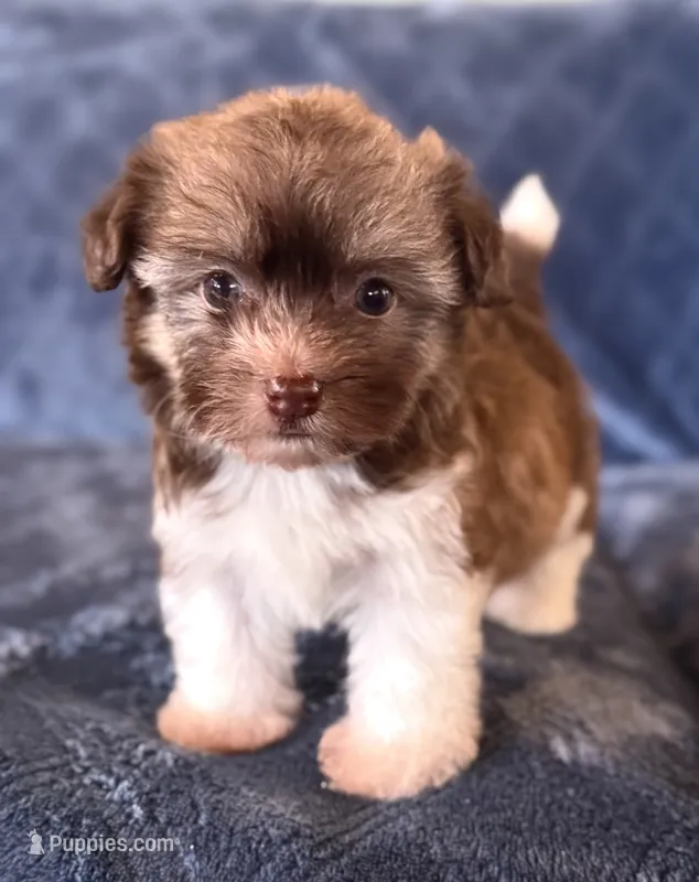 AKC Ginger – Havanese puppy for sale in Coeur d'Alene, ID