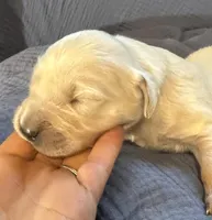 Jack, a male English Cream Golden Retriever for sale in Coeur d'Alene, ID – Photo 3 of 8