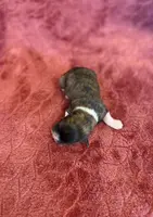 AKC Trixie, a female Havanese for sale in Coeur d'Alene, ID – Photo 1 of 2