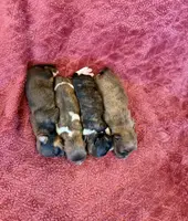 AKC Trixie, a female Havanese for sale in Coeur d'Alene, ID – Photo 2 of 2