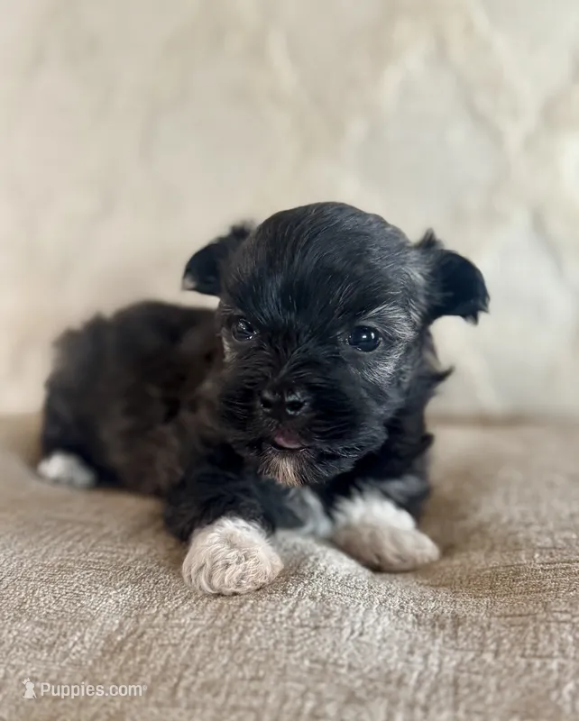 AKC Fred – Havanese puppy for sale in Coeur d'Alene, ID