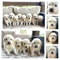 AKC William, a male Golden Retriever and English Cream Golden Retriever for sale in Coeur d'Alene, ID – Photo 3 of 7