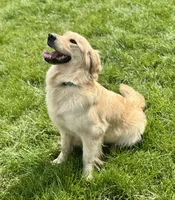 AKC William, a male Golden Retriever and English Cream Golden Retriever for sale in Coeur d'Alene, ID – Photo 7 of 7