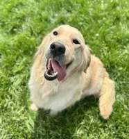 AKC William, a male Golden Retriever and English Cream Golden Retriever for sale in Coeur d'Alene, ID – Photo 6 of 7