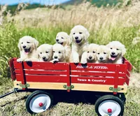 AKC George, a male Golden Retriever and English Cream Golden Retriever for sale in Coeur d'Alene, ID – Photo 1 of 7